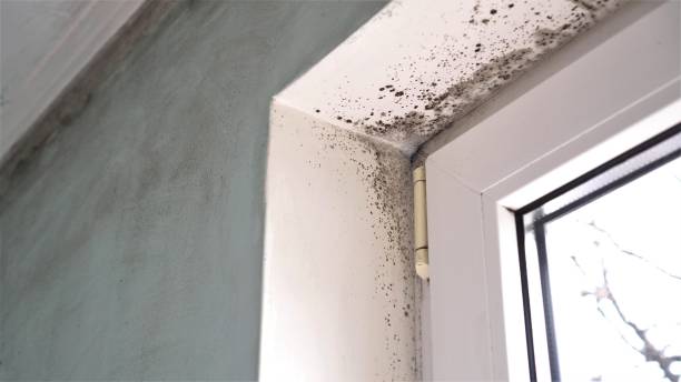 Best Residential Mold Removal  in Grant, MN