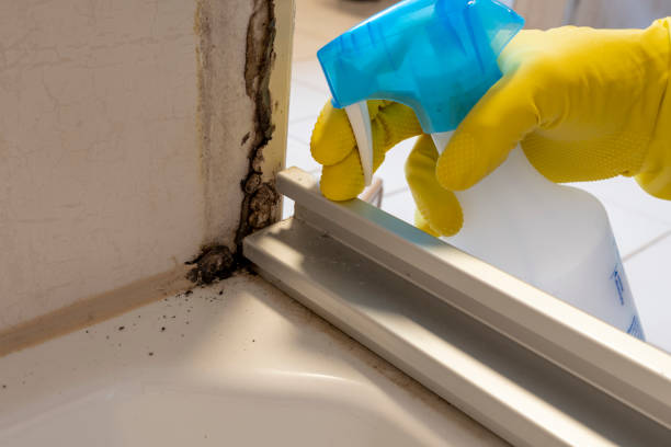 Mold Removal Process in Grant, MN