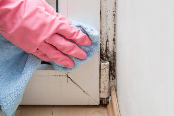 Best Professional Mold Removal  in Grant, MN